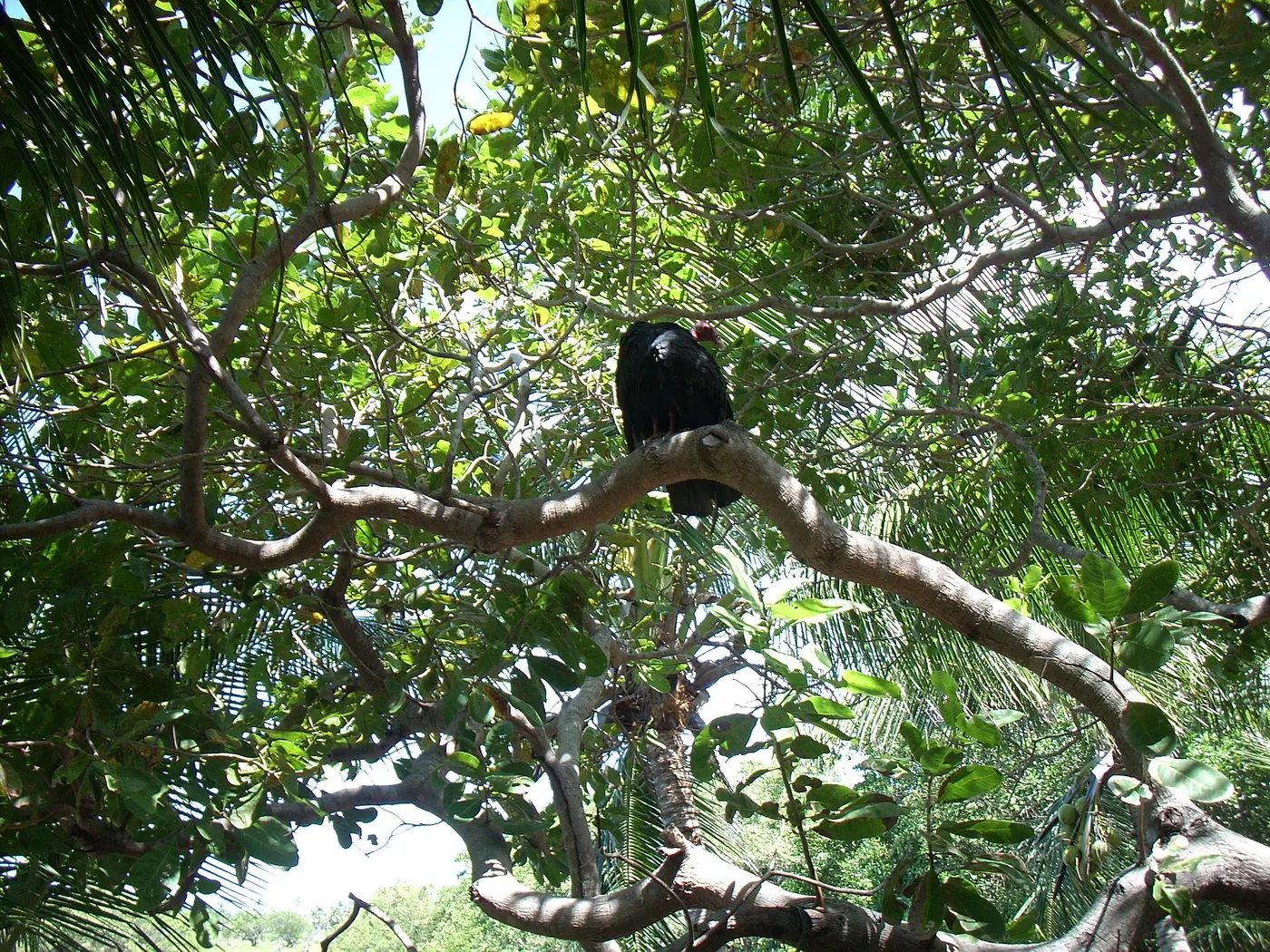 Reserva Ecológica Sapiranga
