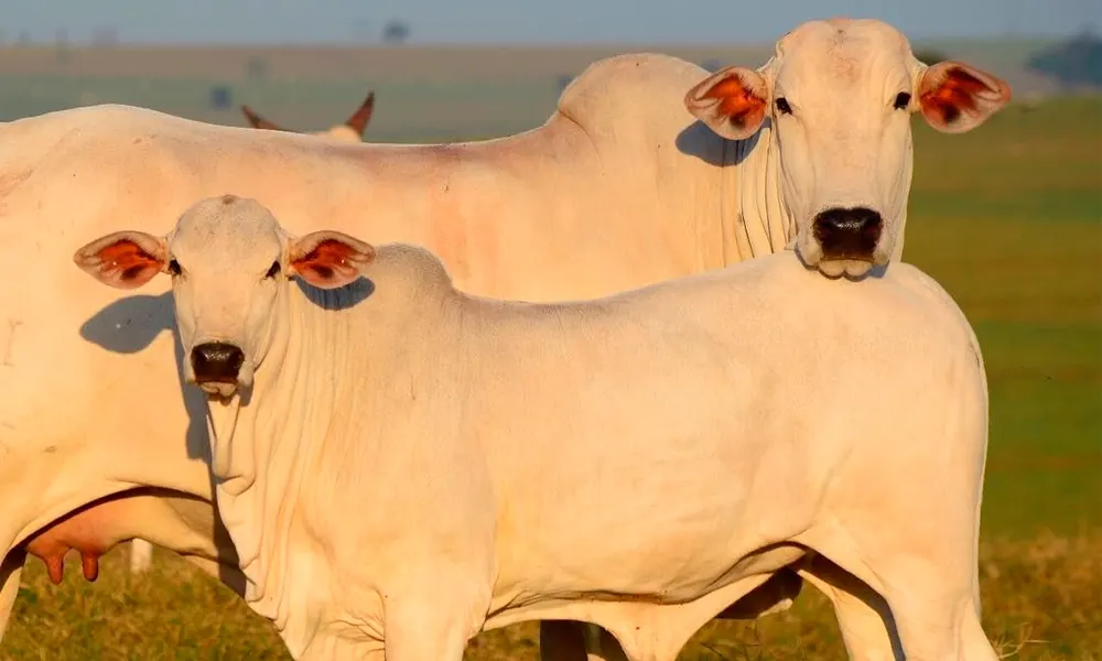Beef Nordeste